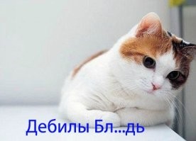 Любопытный медвежонок решил исследовать заглохший на трассе автомобиль