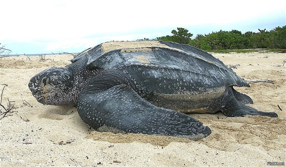Лучше такую, кожистая черепаха длина  2,6 м, размах передних ласт   2,5 м, а масса 916 кг. Помимо всего еще и живет только в морской (океанской) воде, а черепашата да  5 6 см