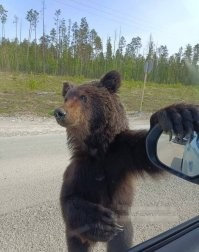 Жрать давайте, или зеркало оторву.