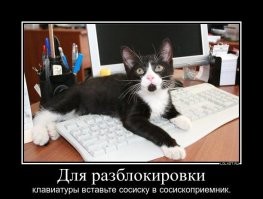 «Проваливайте!»: кошка охраняет банкомат