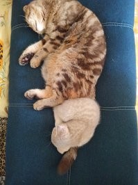 У меня "младший" котэ очень любит укусить за яйца "старшего".  
А потом, отхватив от него "живительных", точно так же драматизировать: "ПАМАГИТИ!!! Хулиганы зрения лишают!!!", и изображать "умирающего микрокотЭ": "ОЙ!!! Я тут мимо проходил, случайно чей-то хвост укусил 20 раз, и тут на меня напало ОГРОМНОЕ ЧУДОВИЩЕ котовой наружности!!! Прощай хозяин, в моей миске ты будешь жить вечно!" 
Причём так талантливо изображает жертву, что там выдадут не только "Оскар",  там,  до кучи и "Золотой Глобус", и каннскую "Пальмовую Ветвь", и какой-нибудь "Кинотавр", в придачу.