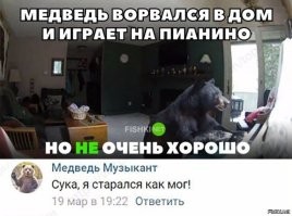 Упитанный медведь залез в домик инспектора национального парка