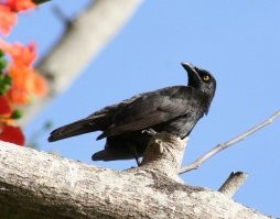 А есть и такие
Микронезийский скворец