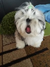 Утро Честера! Имя дано в честь Ч. Беннингтона.