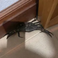 У кого-то обед сбежал.