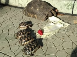 Все - спасенные с улиц. Большую черепаху мы нашли в куче досок рядом с помойкой. Маленьких - на газоне около школы, туда как раз ехала газонокосилка. Маленьких мы откормили и выпустили в среду обитания. А большая с нами живет, яйца несет.