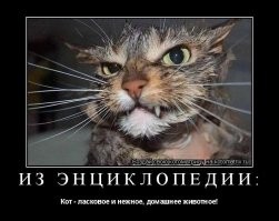 10 самых злых пород кошек, жить с которыми под одной крышей осмелится не каждый