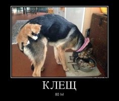 причем цепляются исключительно к овчаркам...