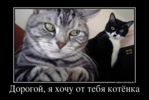 Кошачий восторг