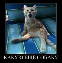 Кошачий восторг