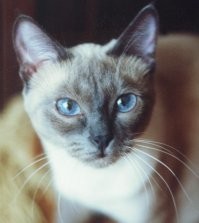 Полностью согласен. Тайка прожила у меня 18 лет и ни разу не зашипела и не выпустила когти.  Ангельский был характер.