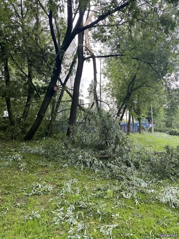 Ураган «Эдгар» пришёл в Москву: ветер гнёт рекламные щиты и валит деревья