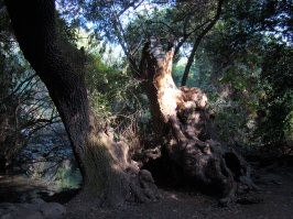 Тель Дан... Это где еврейская родина Винни Пуха? ))