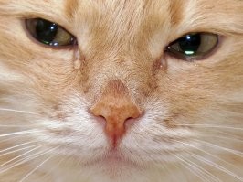 Кот пришёл поддержать друга