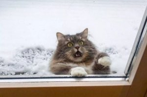 Какой нах восторг?
Это фото с кошачьим матом!