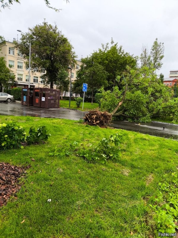 м. Бауманская (ул.Бакунинская) 5 деревьев упало, вроде без жертв