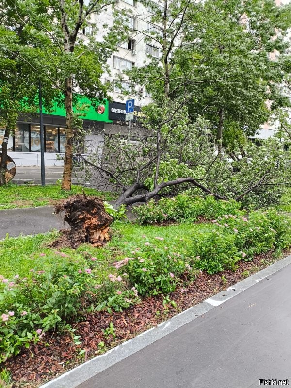 м. Бауманская (ул.Бакунинская) 5 деревьев упало, вроде без жертв