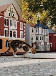 Кошачий восторг