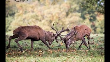 Они насмерть сражались друг с другом за право посетить её покои!