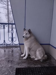 Слышь жаба, вот на фото символ Елизово если эту собаку кто ни будь бы тронул хоть пальцем грубо, то как минимум ты бы лежал около Авачинского или бы вышел в море ногами.