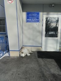 Слышь жаба, вот на фото символ Елизово если эту собаку кто ни будь бы тронул хоть пальцем грубо, то как минимум ты бы лежал около Авачинского или бы вышел в море ногами.