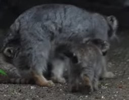 А маманька худаяяя, высосали всю!