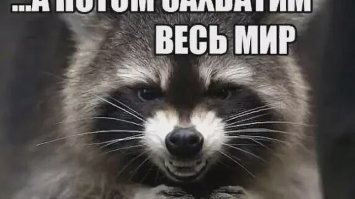 Подарок Геринга: еноты захватили Германию