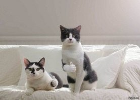 Как котёнка спасали