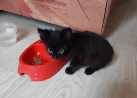 кот на следующий день, как был подобран, и почти в год: