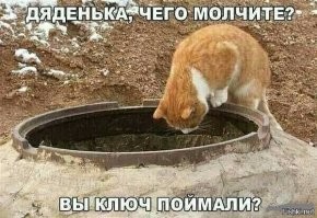 Коты большой красоты с нереальной высоты