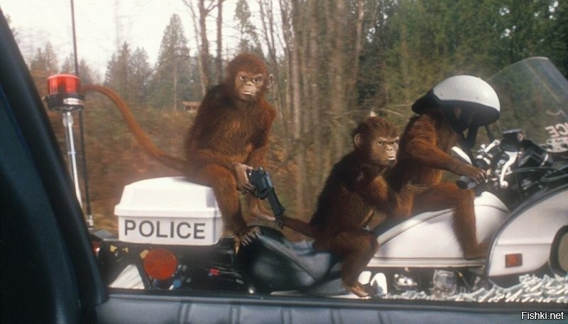 Стая обезьян сбежала из приюта и пыталась "захватить" отделение полиции