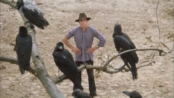 "Умные" вороны терроризируют города, нападая на людей и вызывая отключение электричества