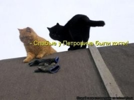 Коты большой красоты с нереальной высоты