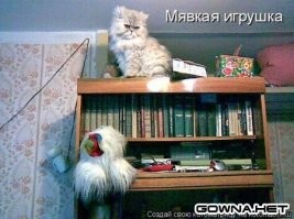 Коты большой красоты с нереальной высоты