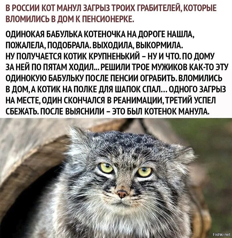 Что такое котики