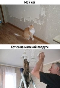 Коты большой красоты с нереальной высоты