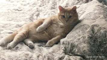 Кот моих знакомых.