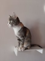 Коты большой красоты с нереальной высоты