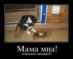 19 животных, идеально вписавшихся в человеческие вещи