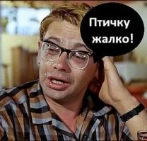 Панда лишила павлина части оперения