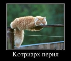 Кот, забор и с забора обзор