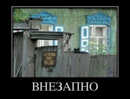 Кот, забор и с забора обзор