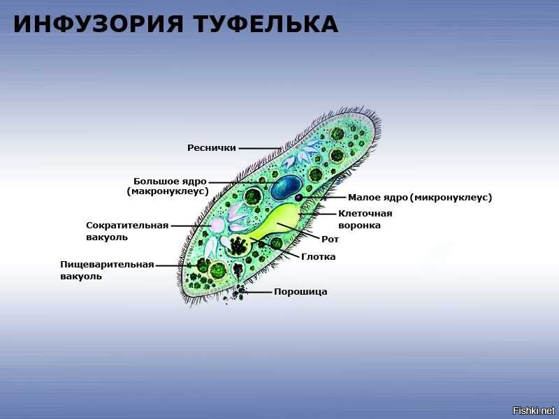 Инфузория туфелька: просто и понятно о ее …