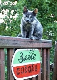 Кот, забор и с забора обзор