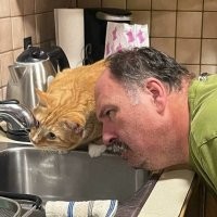 Коты большой красоты с нереальной высоты