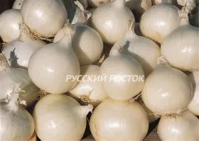 Лук репчатый, белый.