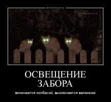 Кот, забор и с забора обзор