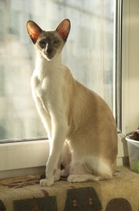 Вот чей я рад уже три года)