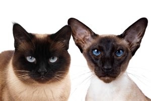 п. 4, "Бирма": на фото  - не бирма (бирманская кошка), а "бурма" - бурманская. Совершенно разные породы, совершенно-по-разному выглядящие. Соответствует только то, что бурманская, которая на фото, тоже очень человекоориентированная порода кошек.
п.6., "Сиамская": эта порода кошек сейчас называется "тайская", иногда их называют "старосиамский тип". Тайская кошка имеет совершенно другой тип экстрерьера и по виду ближе к ориенталам, сходство же в вариантах окраса. На фото сева тайская, справа - современная сиамская.