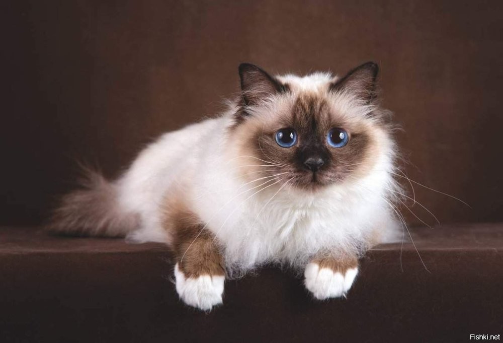 п. 4, "Бирма": на фото  - не бирма (бирманская кошка), а "бурма" - бурманская. Совершенно разные породы, совершенно-по-разному выглядящие. Соответствует только то, что бурманская, которая на фото, тоже очень человекоориентированная порода кошек.
п.6., "Сиамская": эта порода кошек сейчас называется "тайская", иногда их называют "старосиамский тип". Тайская кошка имеет совершенно другой тип экстрерьера и по виду ближе к ориенталам, сходство же в вариантах окраса. На фото сева тайская, справа - современная сиамская.